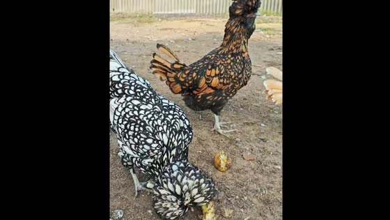 Beautiful chickens roam and eat apples in Nesvizh