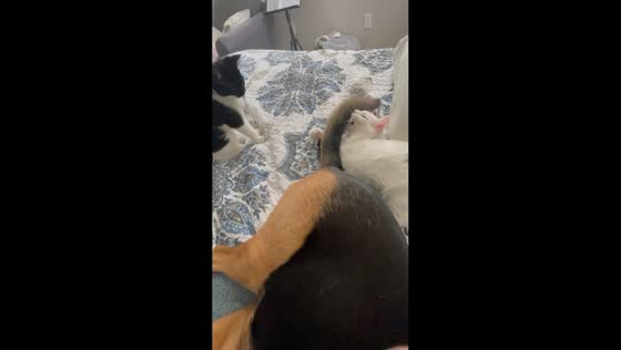 Cat tries and fails to catch wagging dog tail in Richmond, Virginia