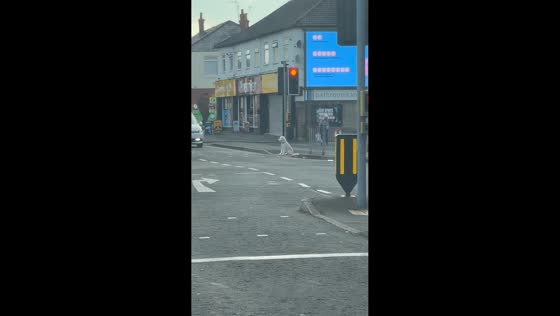 Patient dog waits for pedestrian crossing light in Wirral, England, UK