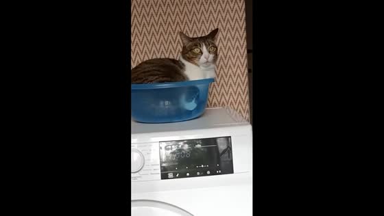 Whiskerful spin: feline joy atop Almaty's washing machine adventure