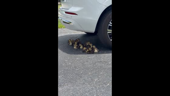 Ducklings huddle under parked car during morning walk in Florida, USA