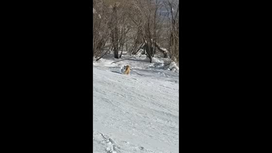 Fox steals ski pole in snowy mountain in Xinjiang, China