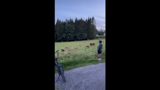 Man sings to cows in Porsgrunn, Norway