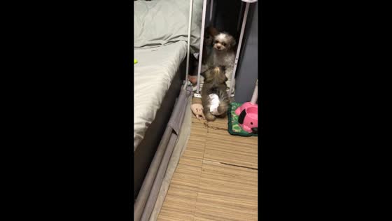 Brown dog playfully teases white dog in Caloocan, Philippines