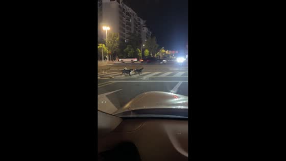 Limping dog catches up with pack at crosswalk in Fujian, China