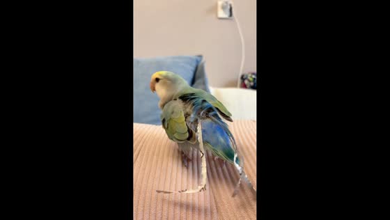 Parrot makes a sachet look like a feather tail in Beijing, China