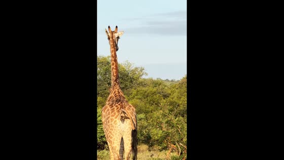 Bird feeds on giraffe poop in Limpopo, South Africa