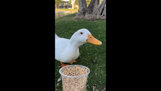 Excited duck walks up to familiar friend in Phoenix, Arizona, USA