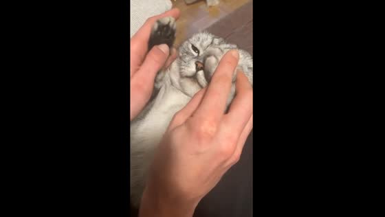 Playful cat game: 'who is this baby?