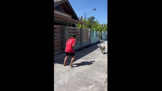 Goat jumping fun: Surakarta shenanigans!