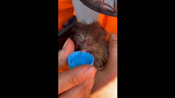 Firefighters rescue baby marmoset from blaze in Brazil's Pau Furado State Park