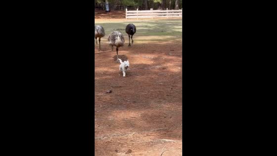Emus chase tiny dog across yard in Madison, Mississippi, USA
