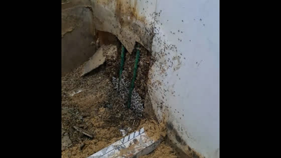 Ant colony discovered Inside bathroom wall in San Vicente, Colombia
