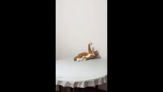 Cat joins ping pong rally with owner in Anhui, China