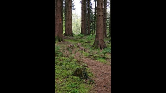 Forest of dean: wild boar piglets' stealthy passage