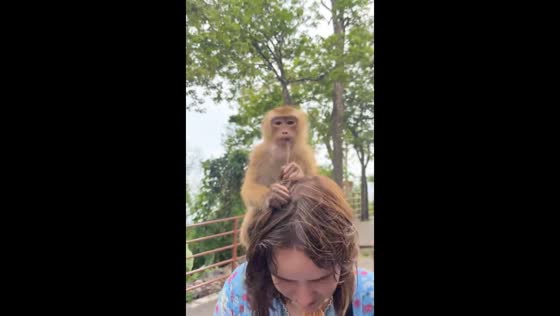 Monkeys climb on woman's head in Thailand