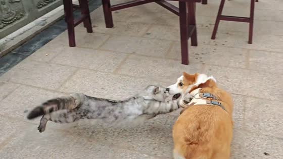 Cat chases corgi in funny interaction in Guangdong, China