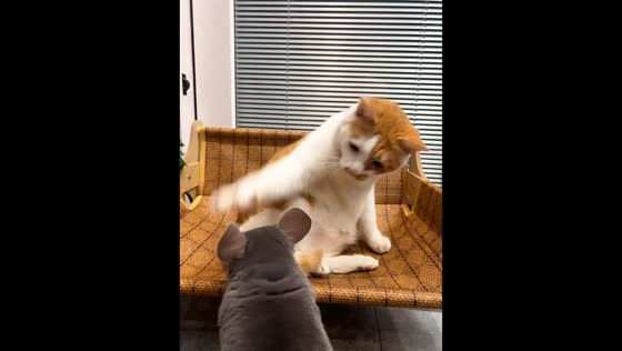 Chinchilla playfully bothers cat resting on chair in Guizhou, China