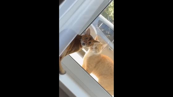 Angry cat lashes out at owner in Yaroslavl, Russia