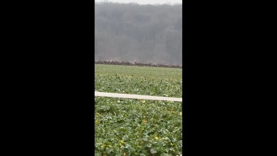 Deer and roe deer running across open fields in Coucy-le-Château-Auffrique, France
