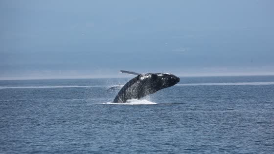 Breathtaking breach: humpback majesty in the Strait of Juan De Fuca