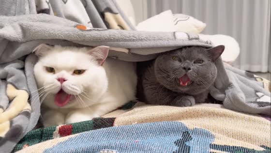 Cozy British Shorthair cats snuggled in bed under blanket in Guangxi, China