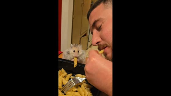 Hamster eats pasta with couple in Los Angeles, California, USA