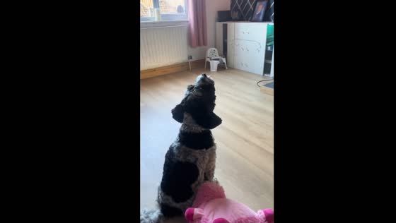 Dog in Louth, Lincolnshire, UK joins in song, howling to the music