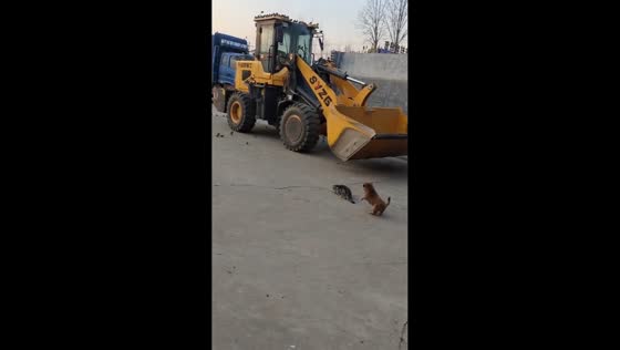 Cat's hunting attempt interrupted by playful puppy in Shandong, China