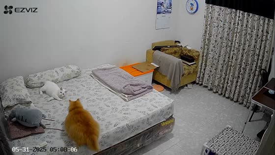 Cat startled by sudden bedmate in Pangkalan Bun, Indonesia