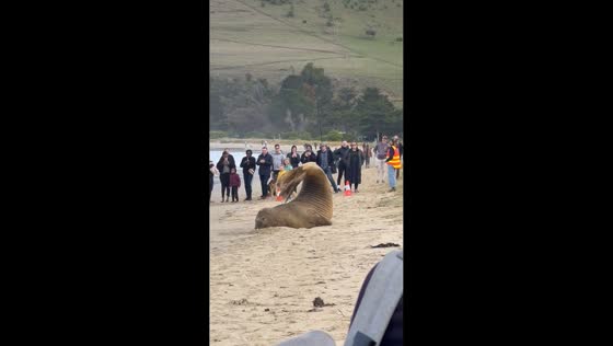 Neil the Seal strikes an unusual pose on Tasmania beach, Australia