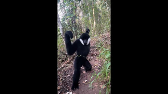 Northern white-cheeked gibbon enjoys grapes in Yunnan, China