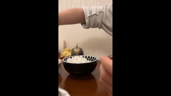 Parrots that love to eat rice in Fujian, China