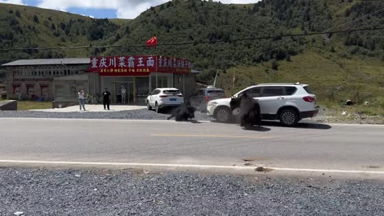 Car hits yak during road fight between two yaks in Chongqing, China