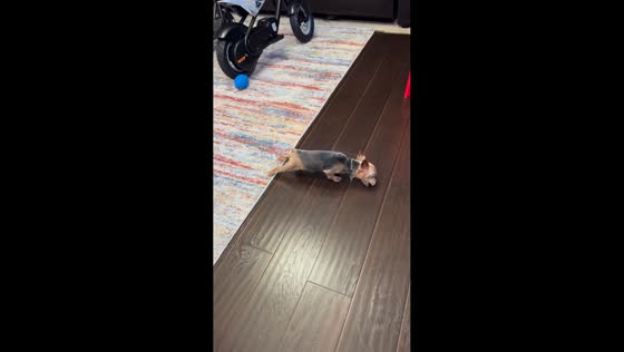 Yorkie tries to reach pasta on the floor in Hilliard, Ohio, USA