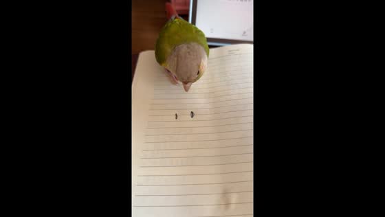 Rosy-faced lovebird confused by drawn sunflower seeds in Shanghai, China