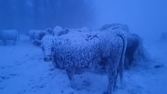 Cows calmly endure snowy weather on farm in Kelwood, Manitoba, Canada
