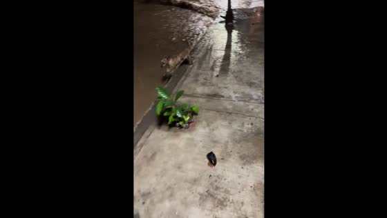 Dog plunges into rainwater drain in Mexico