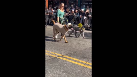 34th annual Tompkins Square Park Halloween dog Parade Held in New York City