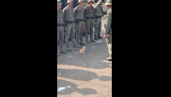 Disciplined cat joins soldier lineup: a moment of feline orderliness