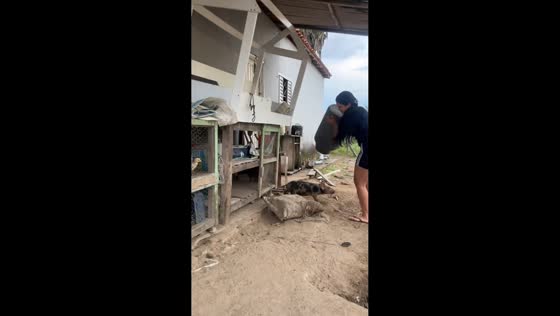 Woman finds playful pig inside drum while outdoors in Brazil