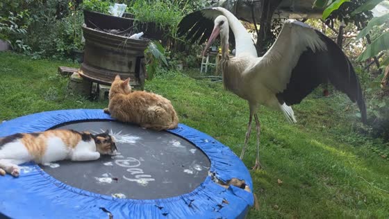 Young stork hilariously jumps on trampoline and startles cats in Petrich, Bulgaria