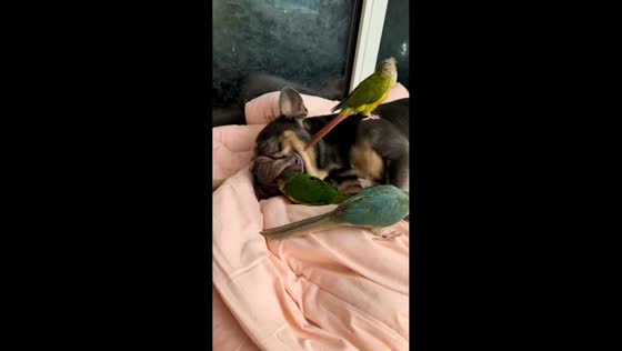 French Bulldog naps with parrots snuggled around in Shaanxi, China