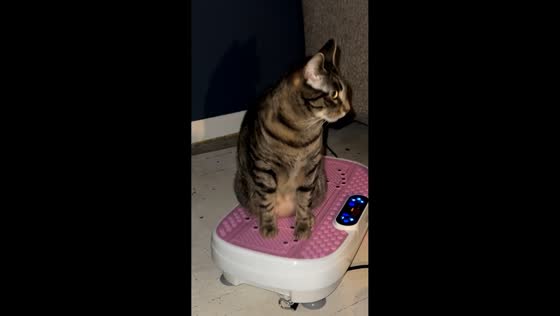 Cat chills on vibration plate after surprise start in Laingsburg, South Africa