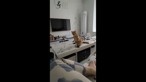 Cat playfully swings toy at owner in Shandong, China