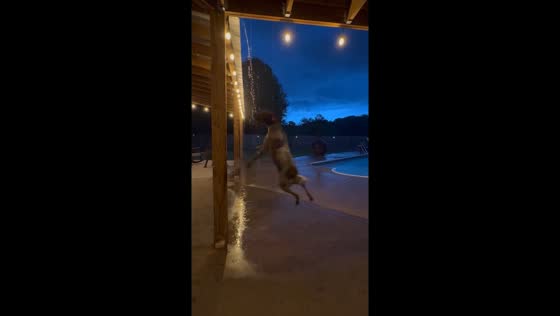 Dog joyfully plays in rainwater from roof drainage in Bastrop, Louisiana, USA