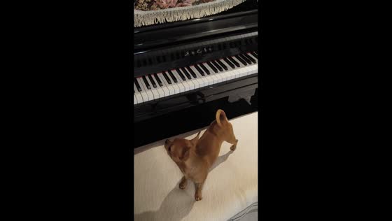 Chihuahua plays piano before climbing back onto chair in Shandong, China