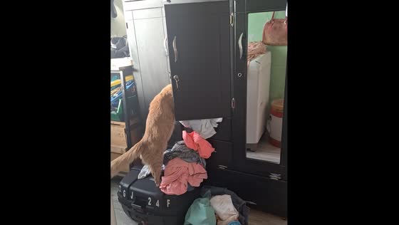 Cat removes clothes from cabinet in Medellín, Colombia