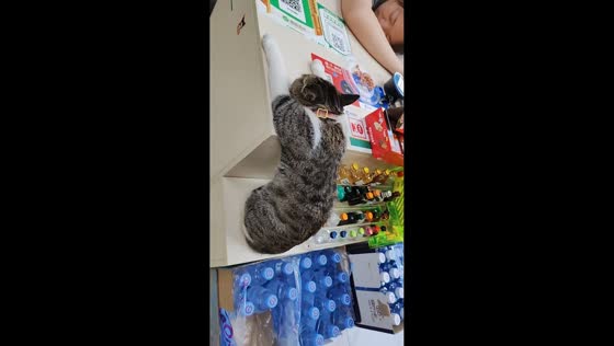 Store clerk and cat caught napping the same way in Shandong, China