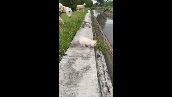 Sheep headbutts kitten near river in Tulungagung, Indonesia